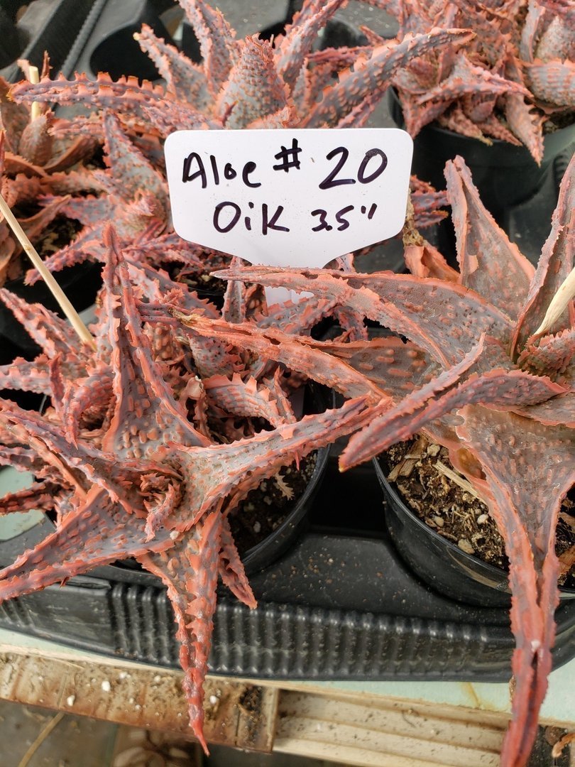 Aloes Potted by JUDE-Succulent - Medium-The Succulent Source