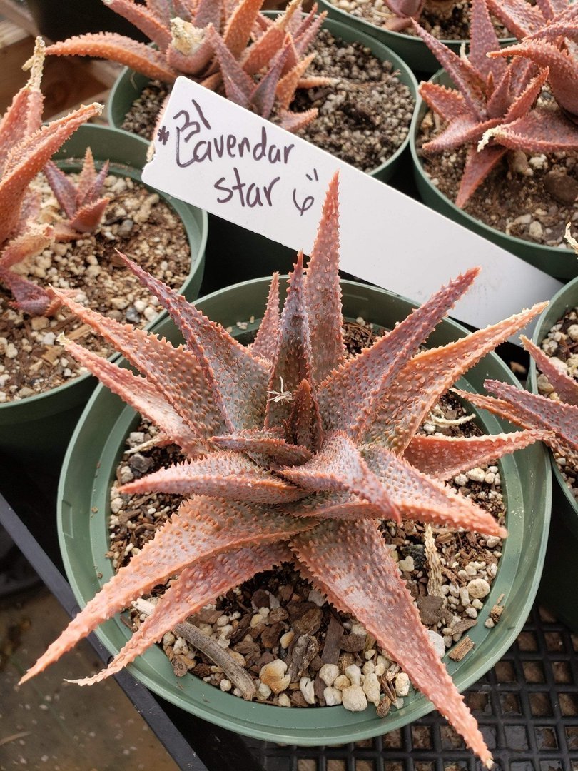 Aloes Potted by JUDE-Succulent - Medium-The Succulent Source