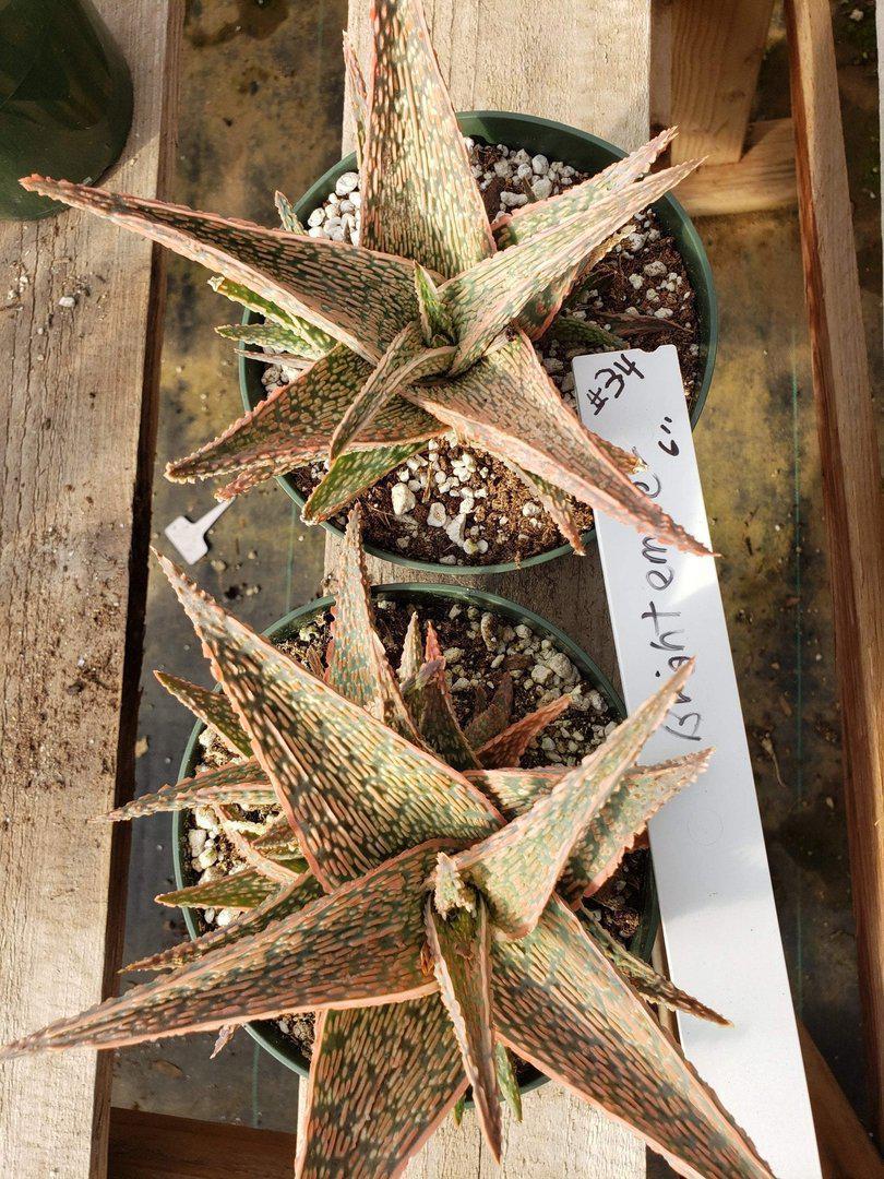 Aloes Potted by JUDE-Succulent - Medium-The Succulent Source