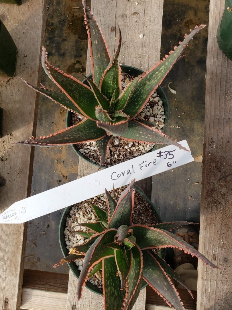 Aloes Potted by JUDE-Succulent - Medium-The Succulent Source