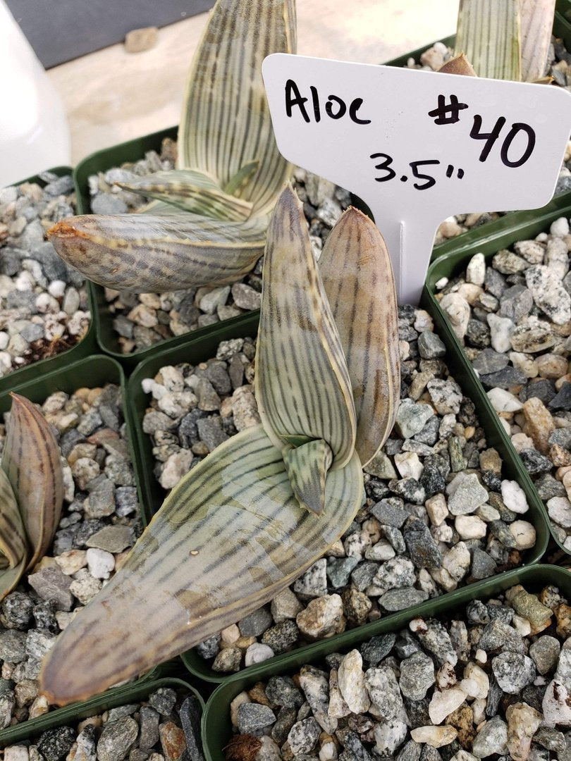 Aloes Potted by JUDE-Succulent - Medium-The Succulent Source