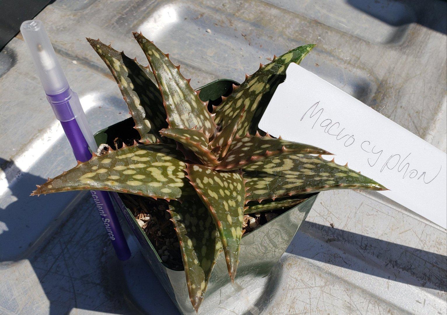Aloes Potted by JUDE-Succulent - Medium-The Succulent Source