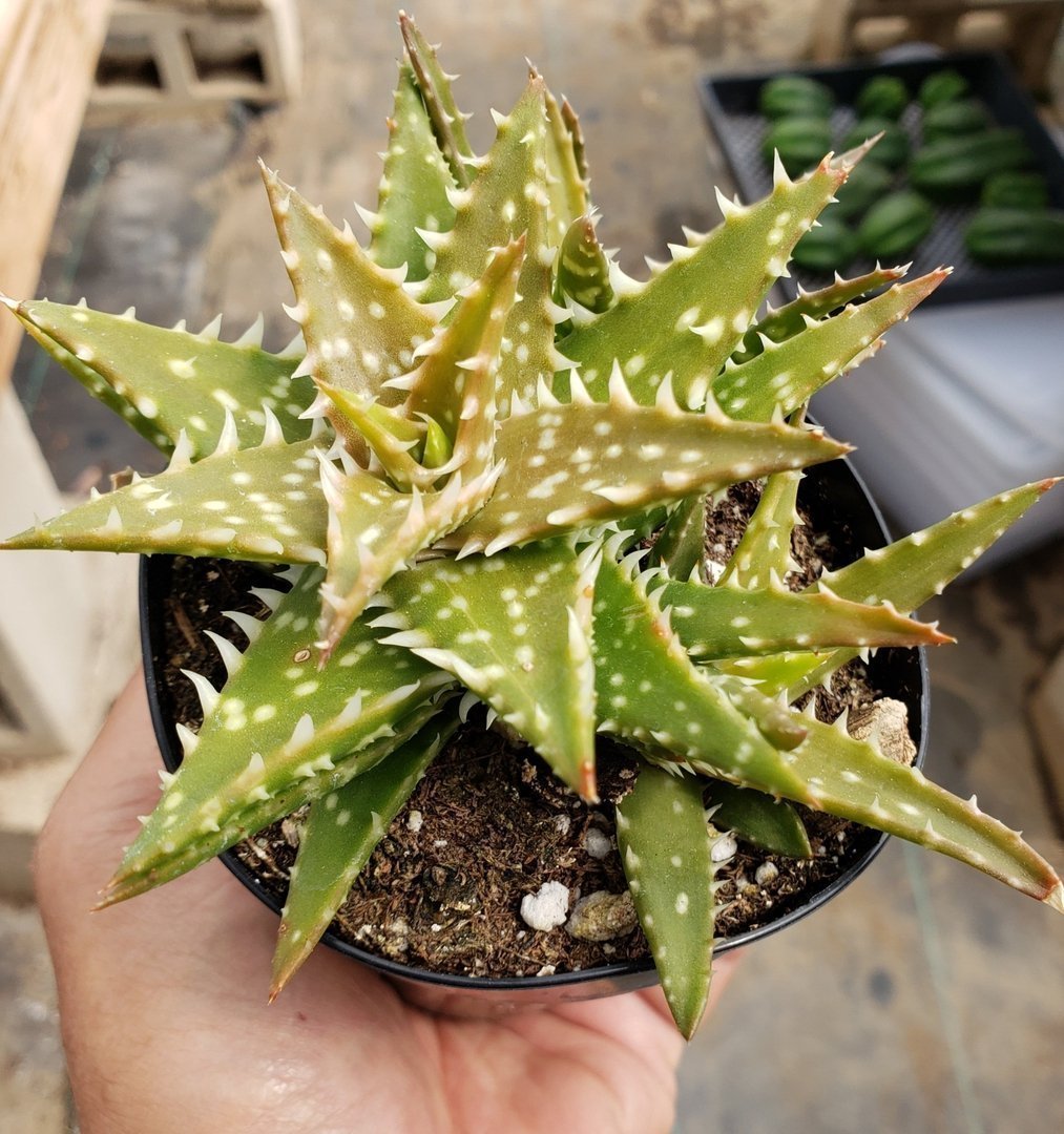 Aloes Potted by JUDE-Succulent - Medium-The Succulent Source