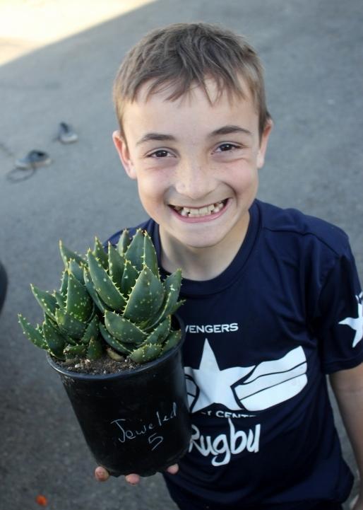 Aloes Potted by JUDE-Succulent - Medium-The Succulent Source