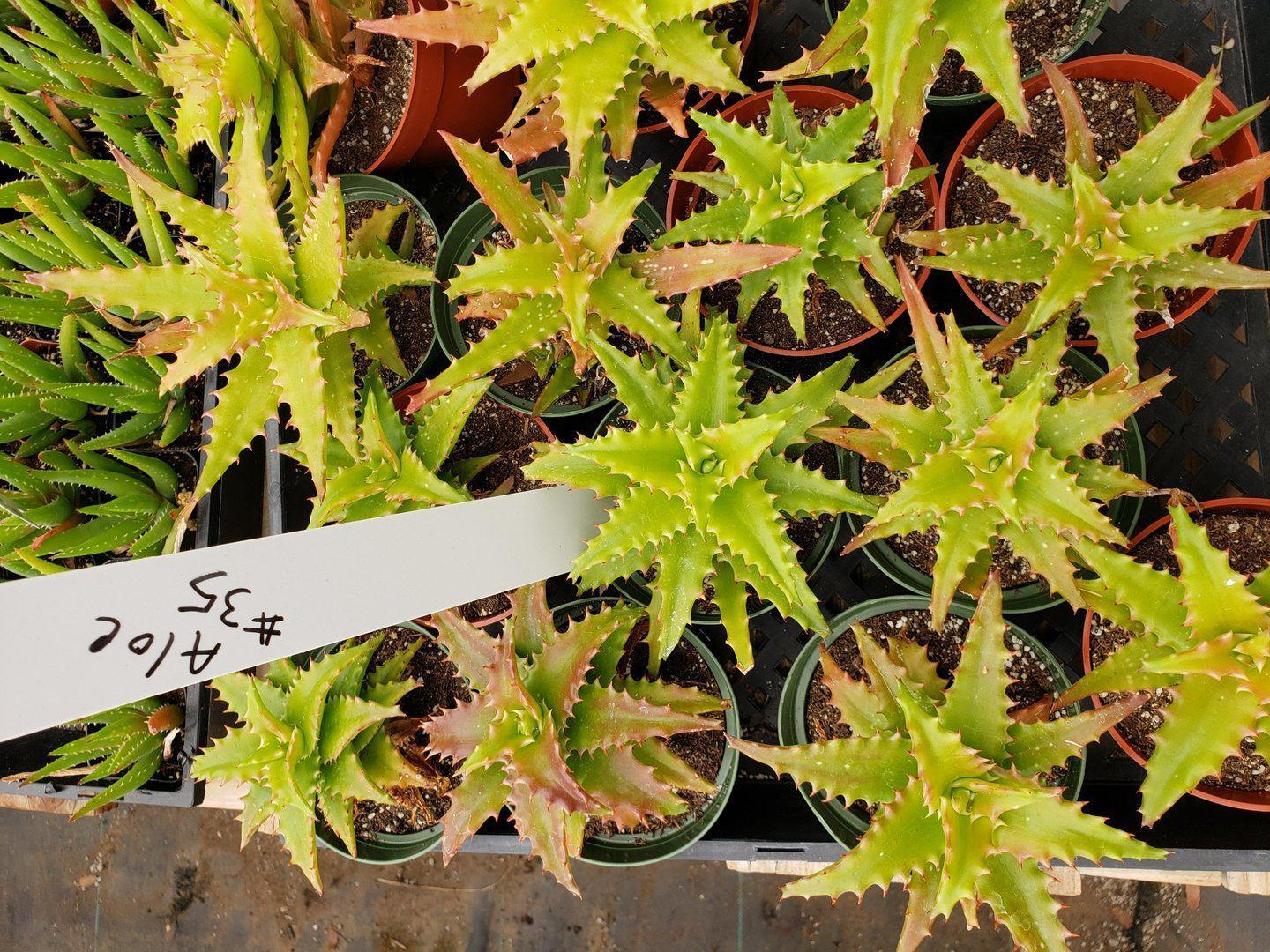 Judes Potted Aloes-Succulent - Medium-The Succulent Source