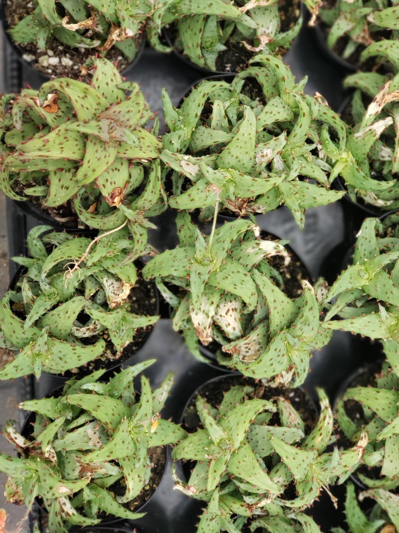 Judes Potted Aloes-Succulent - Medium-The Succulent Source