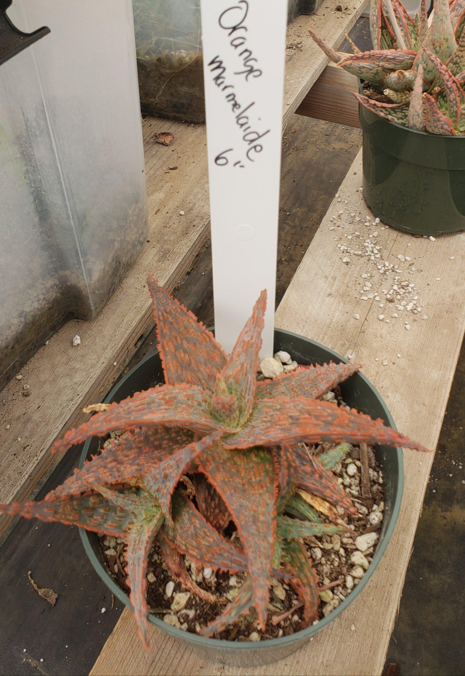 Judes Potted Aloes-Succulent - Medium-The Succulent Source