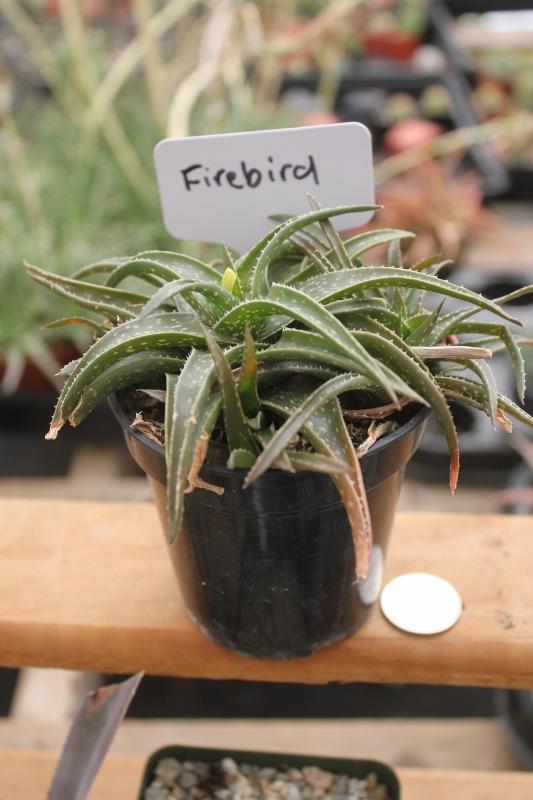 Aloes Potted by JUDE-Succulent - Medium-The Succulent Source