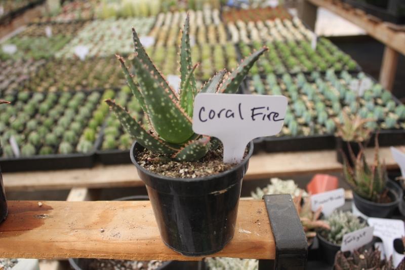 Aloes Potted by JUDE-Succulent - Medium-The Succulent Source