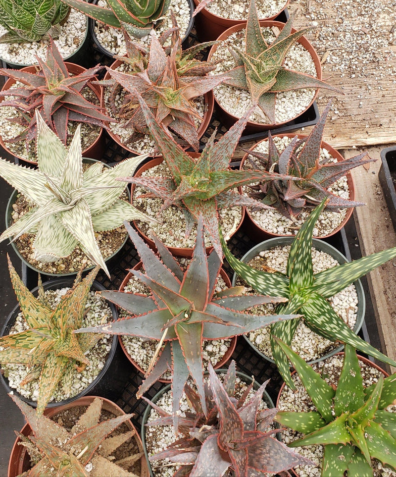 Judes Potted Aloes-Succulent - Medium-The Succulent Source
