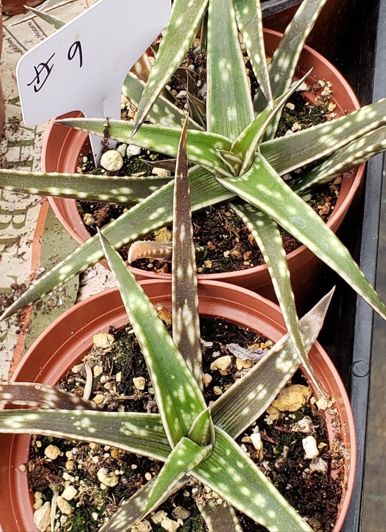 Aloes Potted by JUDE-Succulent - Medium-The Succulent Source