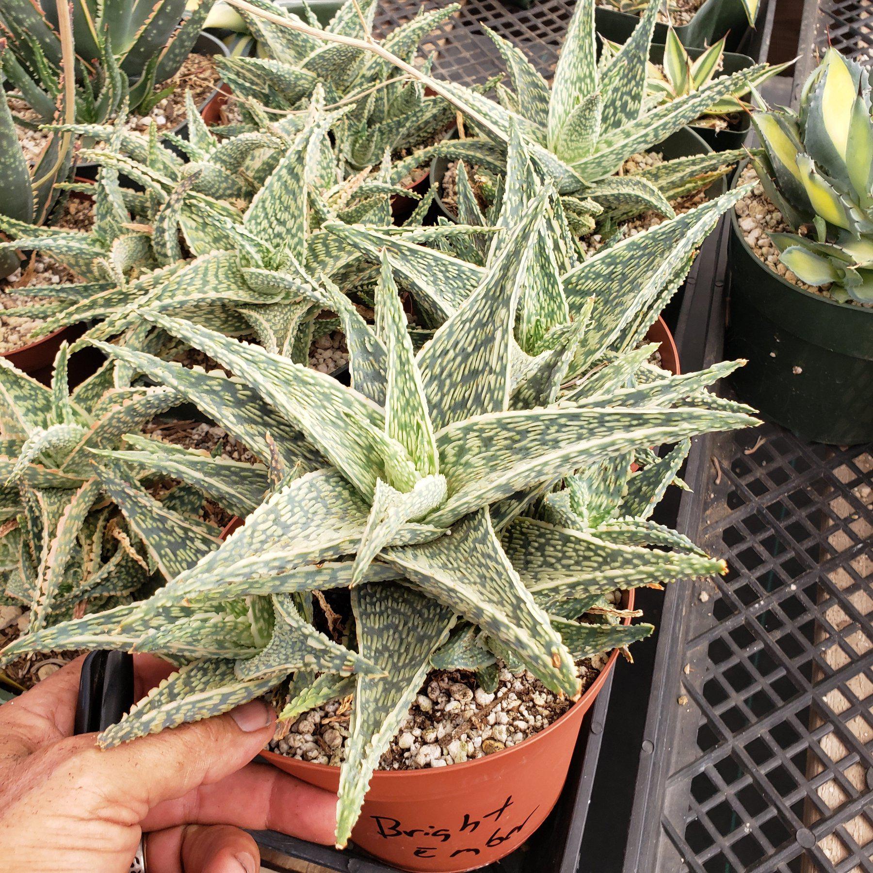 Judes Potted Aloes-Succulent - Medium-The Succulent Source