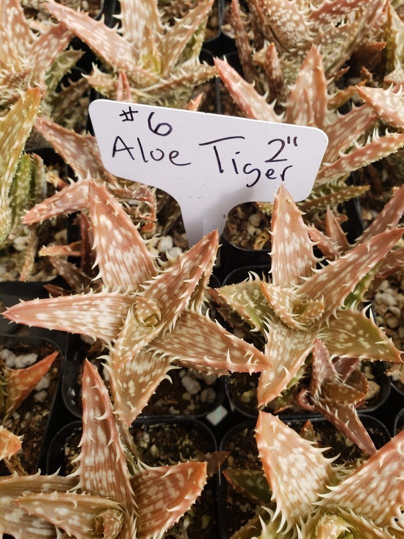 Aloes Potted by JUDE-Succulent - Medium-The Succulent Source