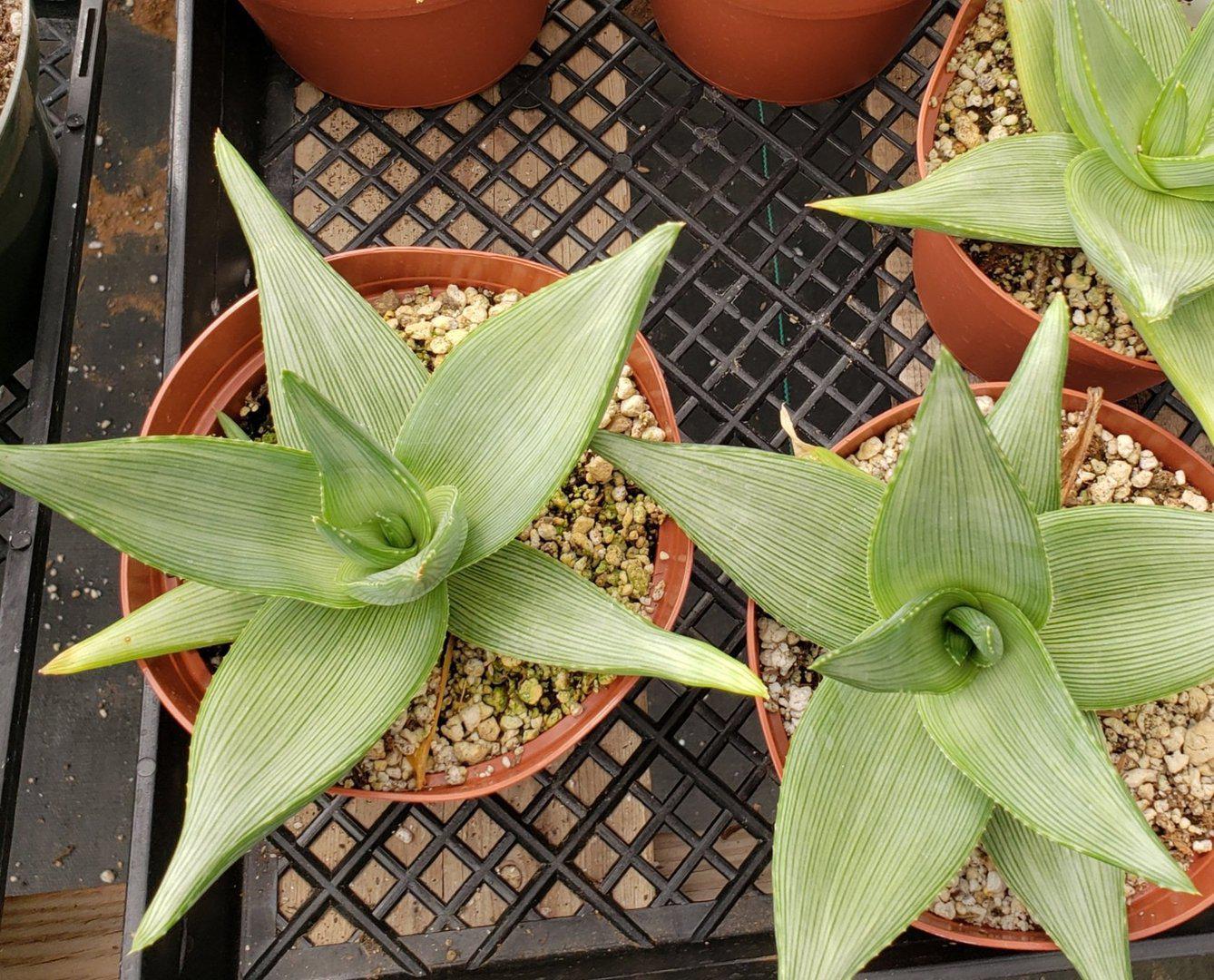 Judes Potted Aloes-Succulent - Medium-The Succulent Source