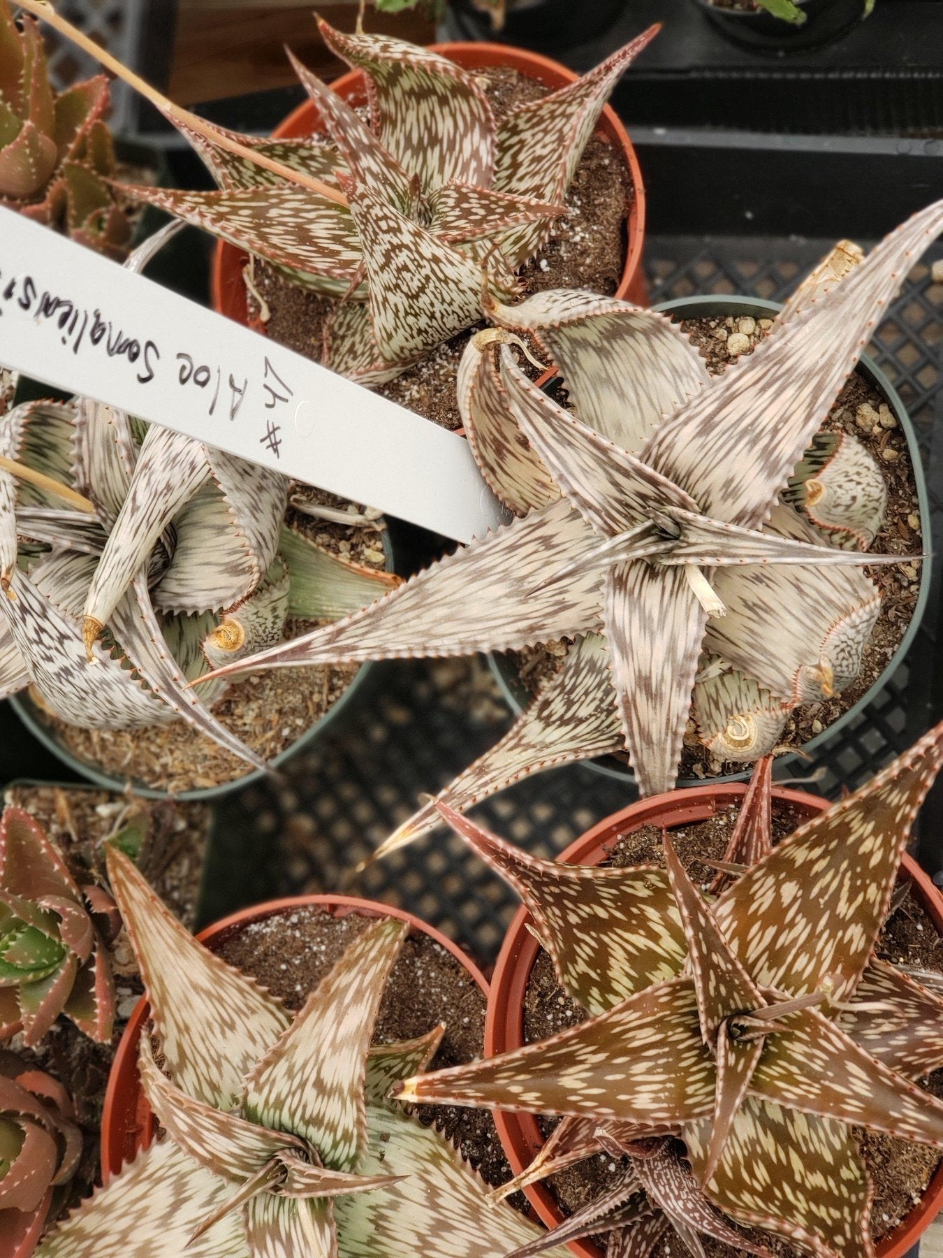 Judes Potted Aloes-Succulent - Medium-The Succulent Source