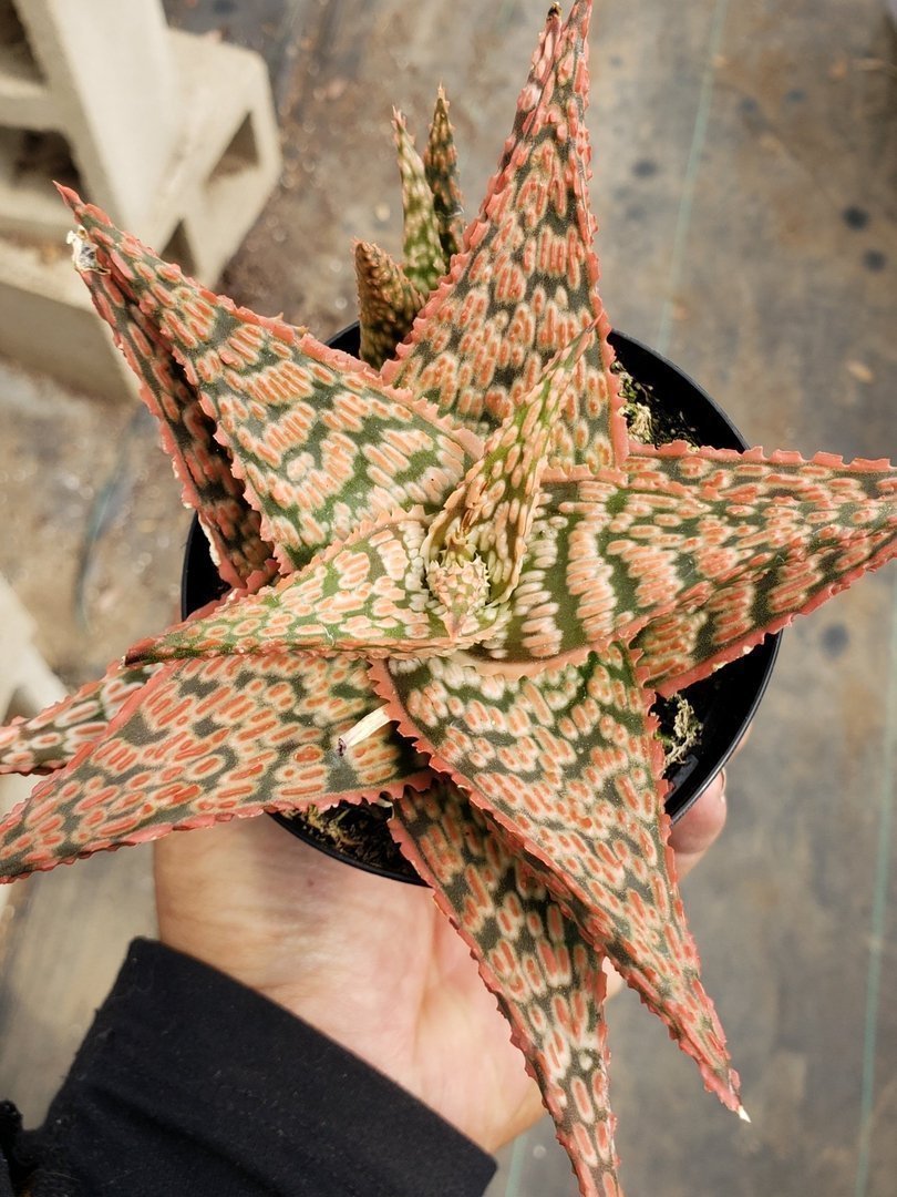 Aloes Potted by JUDE-Succulent - Medium-The Succulent Source