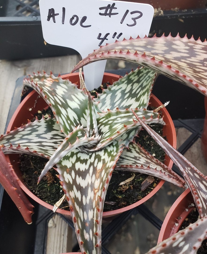 Judes Potted Aloes-Succulent - Medium-The Succulent Source