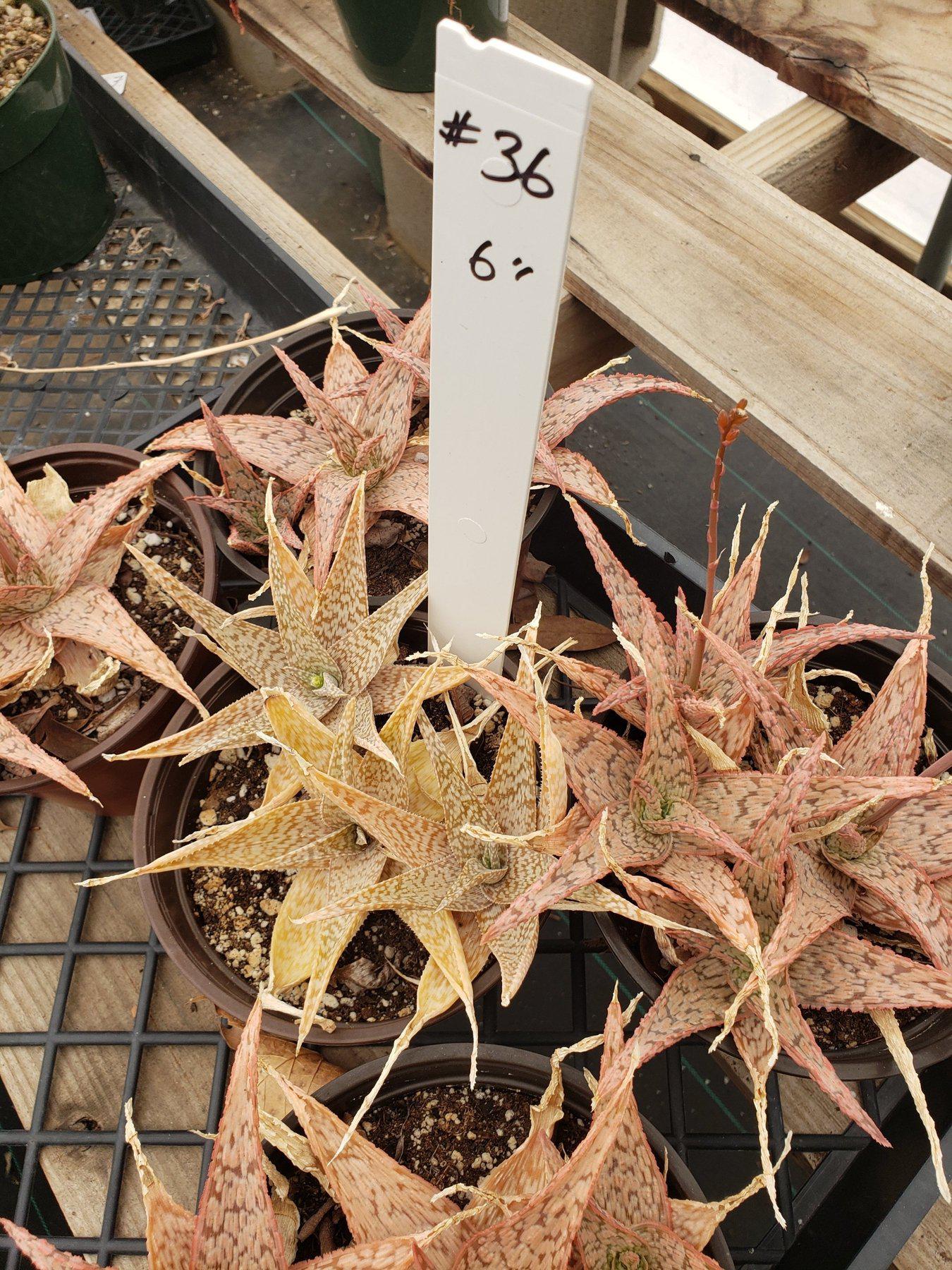 Judes Potted Aloes-Succulent - Medium-The Succulent Source