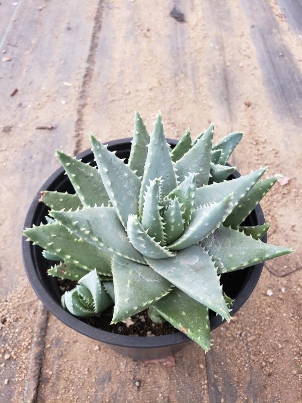 Aloes Potted by JUDE-Succulent - Medium-The Succulent Source