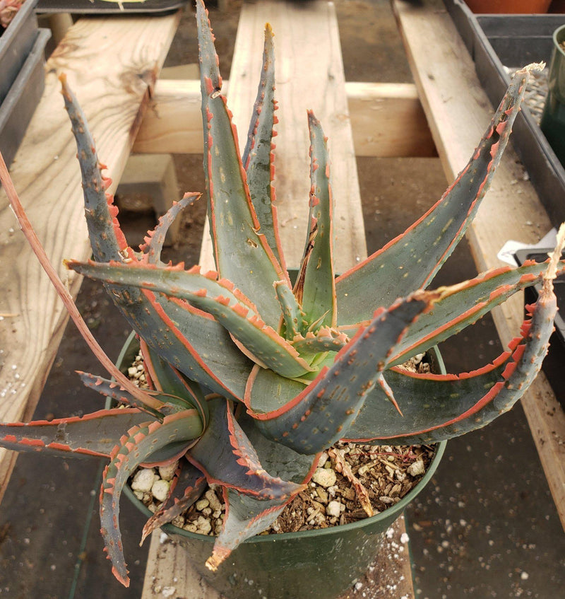 Judes Potted Aloes-Succulent - Medium-The Succulent Source