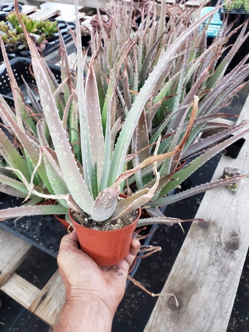 Aloes Potted by JUDE-Succulent - Medium-The Succulent Source