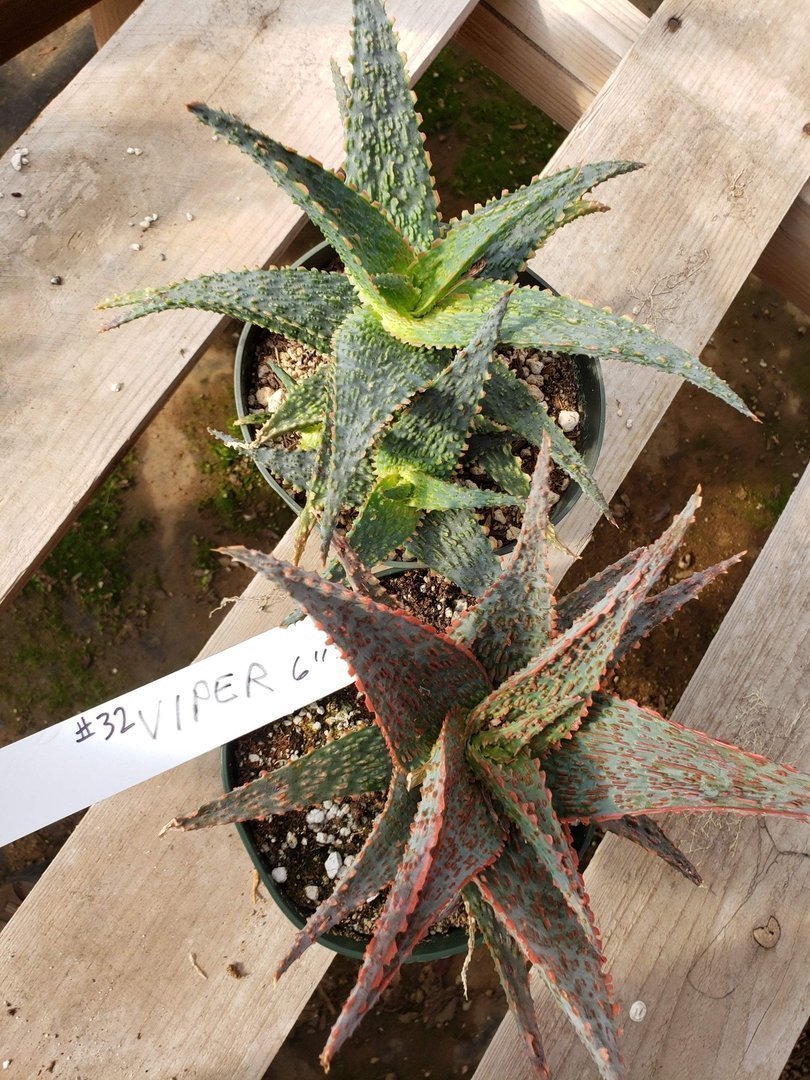 Aloes Potted by JUDE-Succulent - Medium-The Succulent Source