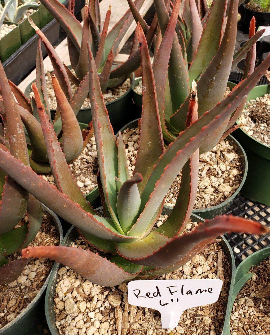 Aloes Potted by JUDE-Succulent - Medium-The Succulent Source