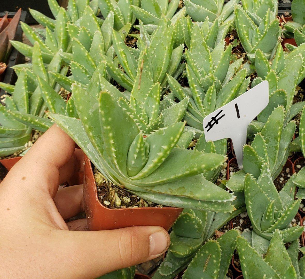 Judes Potted Aloes-Succulent - Medium-The Succulent Source