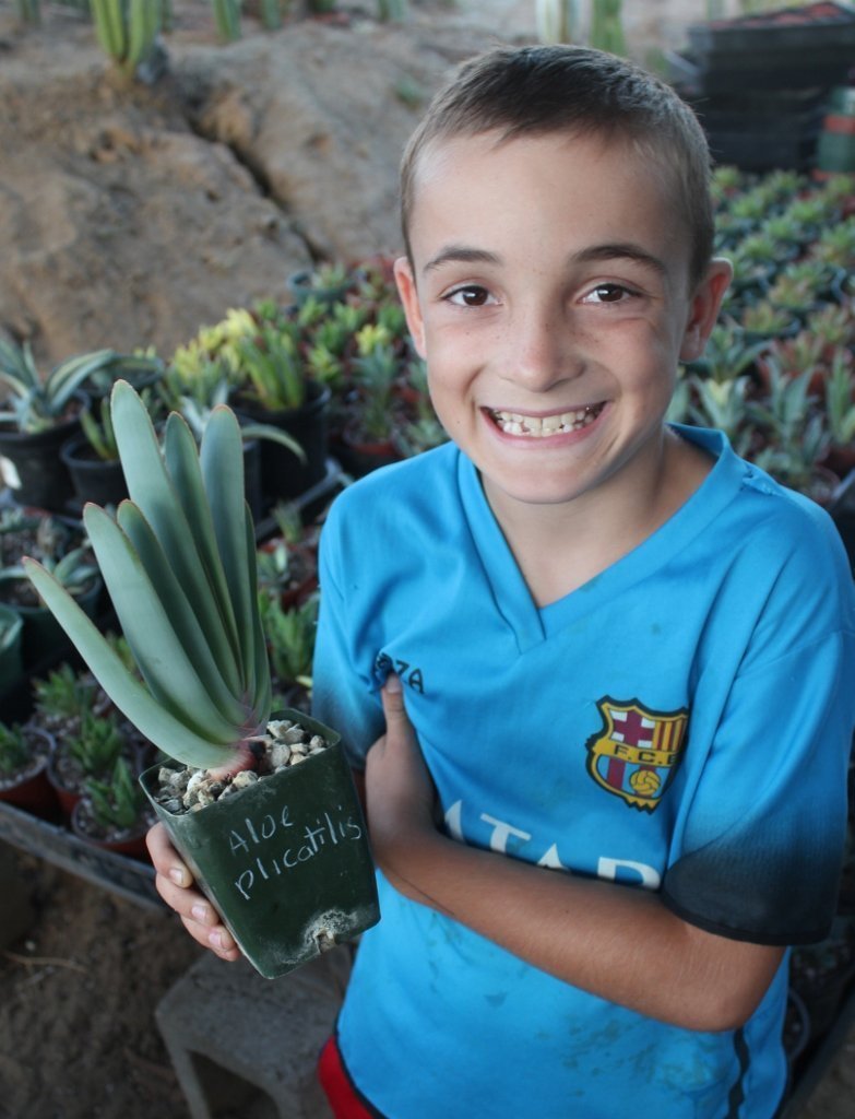 Aloes Potted by JUDE-Succulent - Medium-The Succulent Source