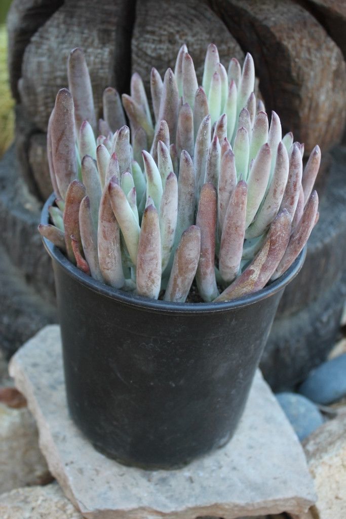 lady fingers succulent Lady Fingers Cotyledon Succulent in 1 nursery gallon
