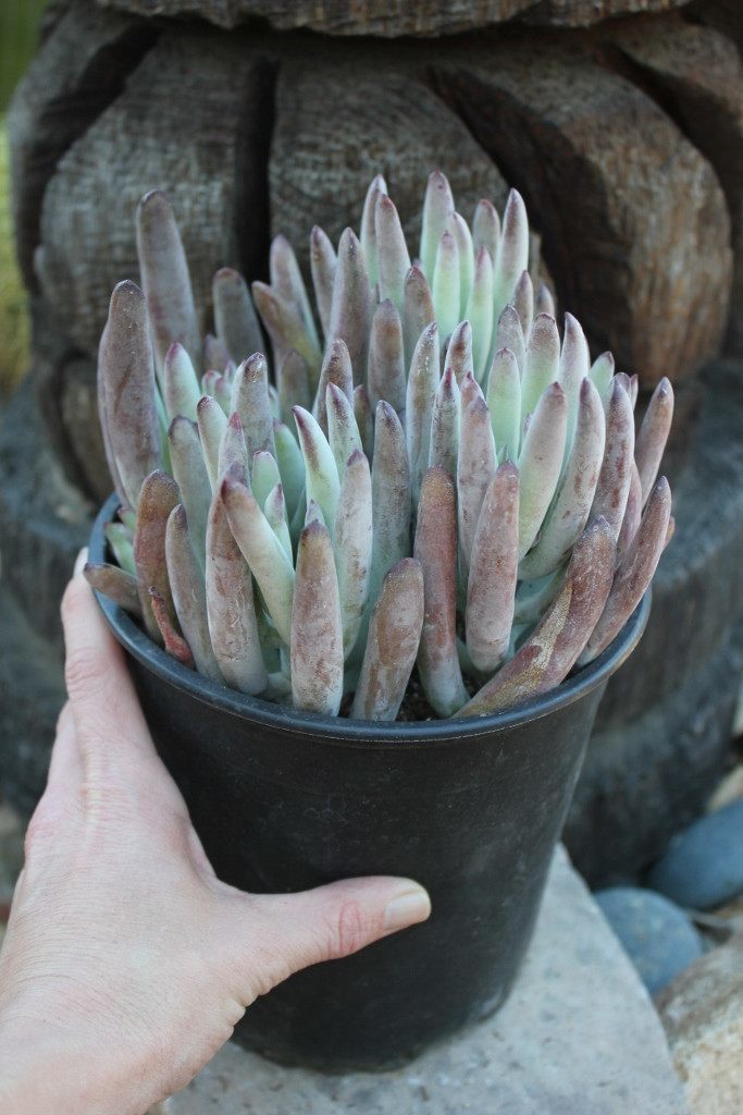 fingertips succulent Lady Fingers Cotyledon Succulent in 1 nursery gallon