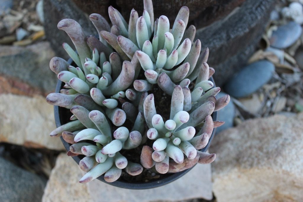 fingertips succulent Lady Fingers Cotyledon Succulent in 1 nursery gallon