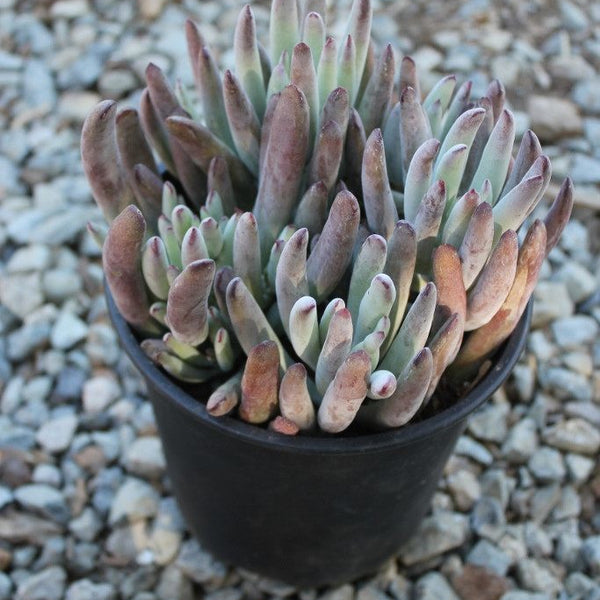 the succulent lady Lady Fingers Cotyledon Succulent in 1 nursery gallon