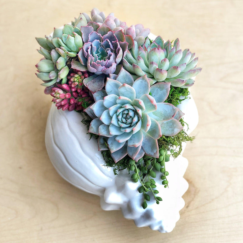 Laura Seashell Planted with Succulents.