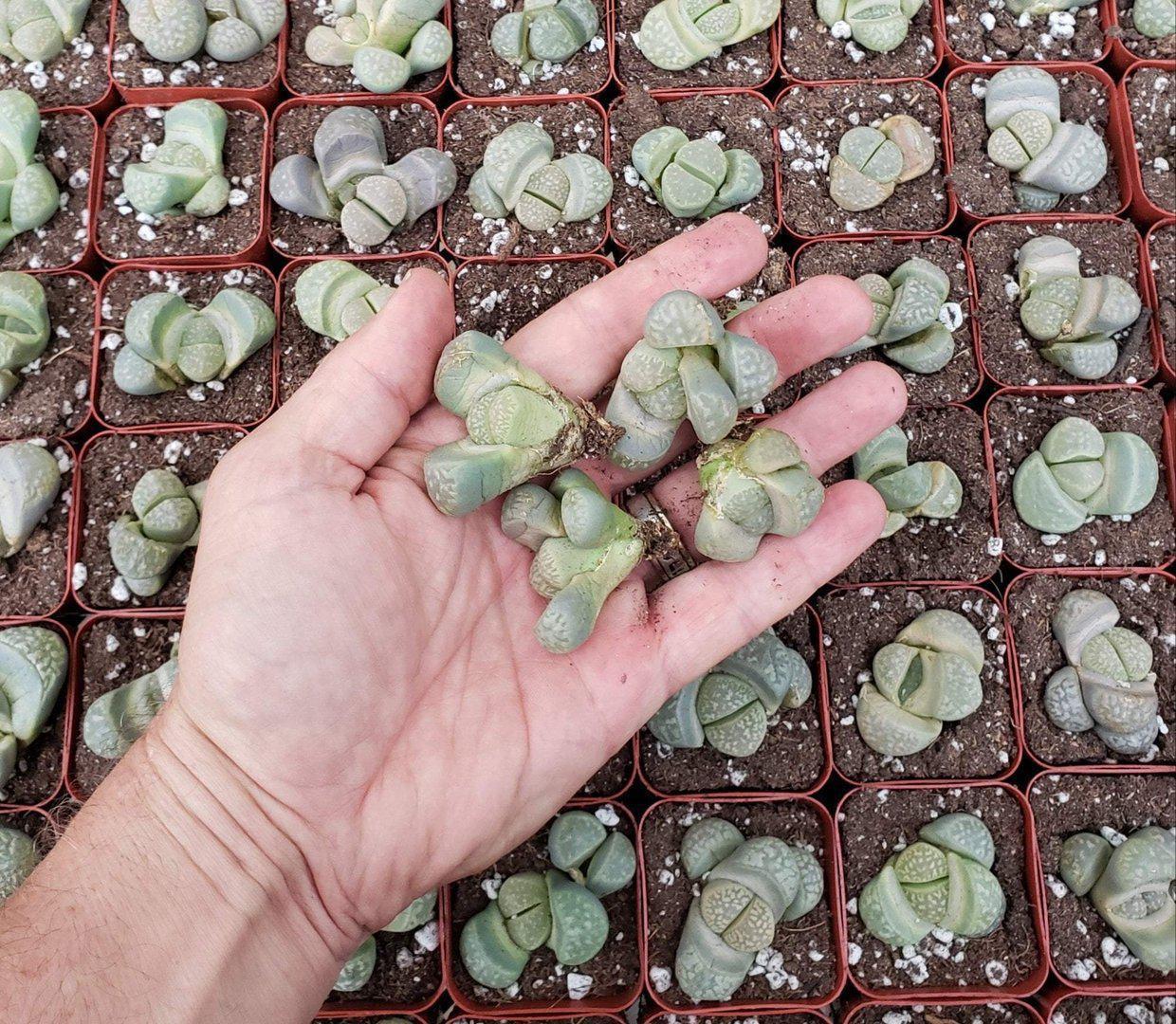 Lithops Mesembs & Mimicry Succulents-Succulent - Small-The Succulent Source