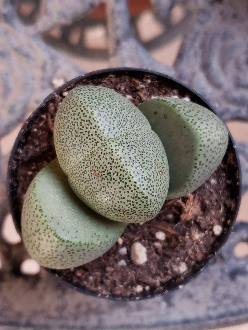 Lithops Mesembs & Mimicry Succulents-Succulent - Small-The Succulent Source