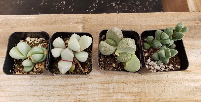 Lithops Mesembs & Mimicry Succulents-Succulent - Small-The Succulent Source