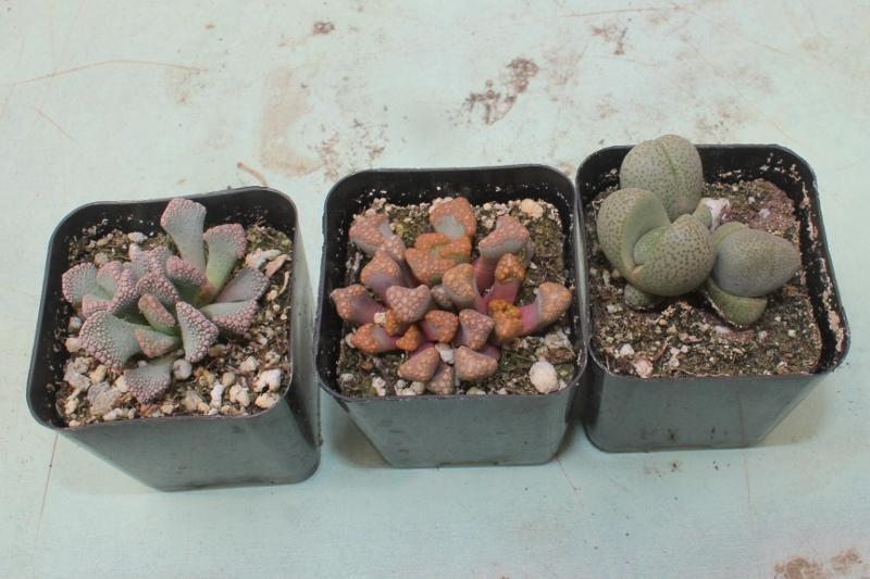 Lithops Mesembs & Mimicry Succulents-Succulent - Small-The Succulent Source