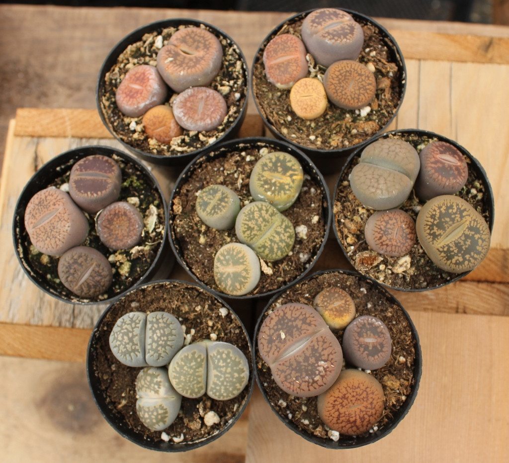 Lithops Living Stones Container bulk wholesale succulent prices at the succulent source - 1