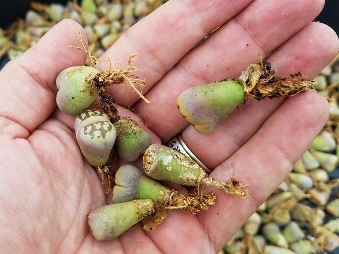 Lithops Mesembs & Mimicry Succulents-Succulent - Small-The Succulent Source