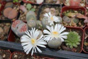 Lithops Living Stones Container bulk wholesale succulent prices at the succulent source - 2