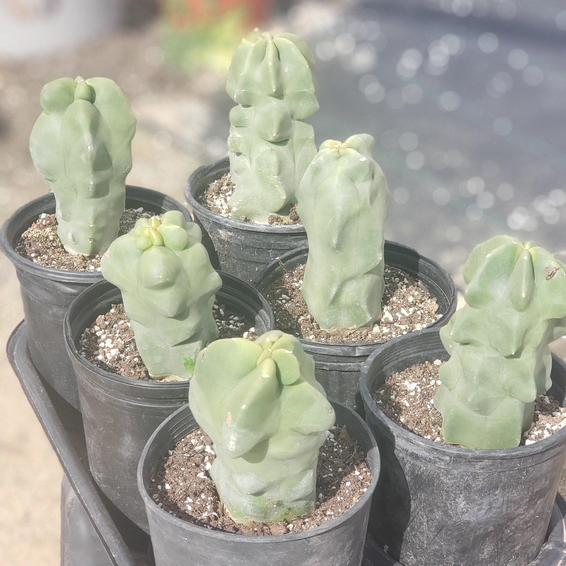 Lophocereus schottii Monstrose Totem Pole Cactus-Cactus - Large - Exact-The Succulent Source