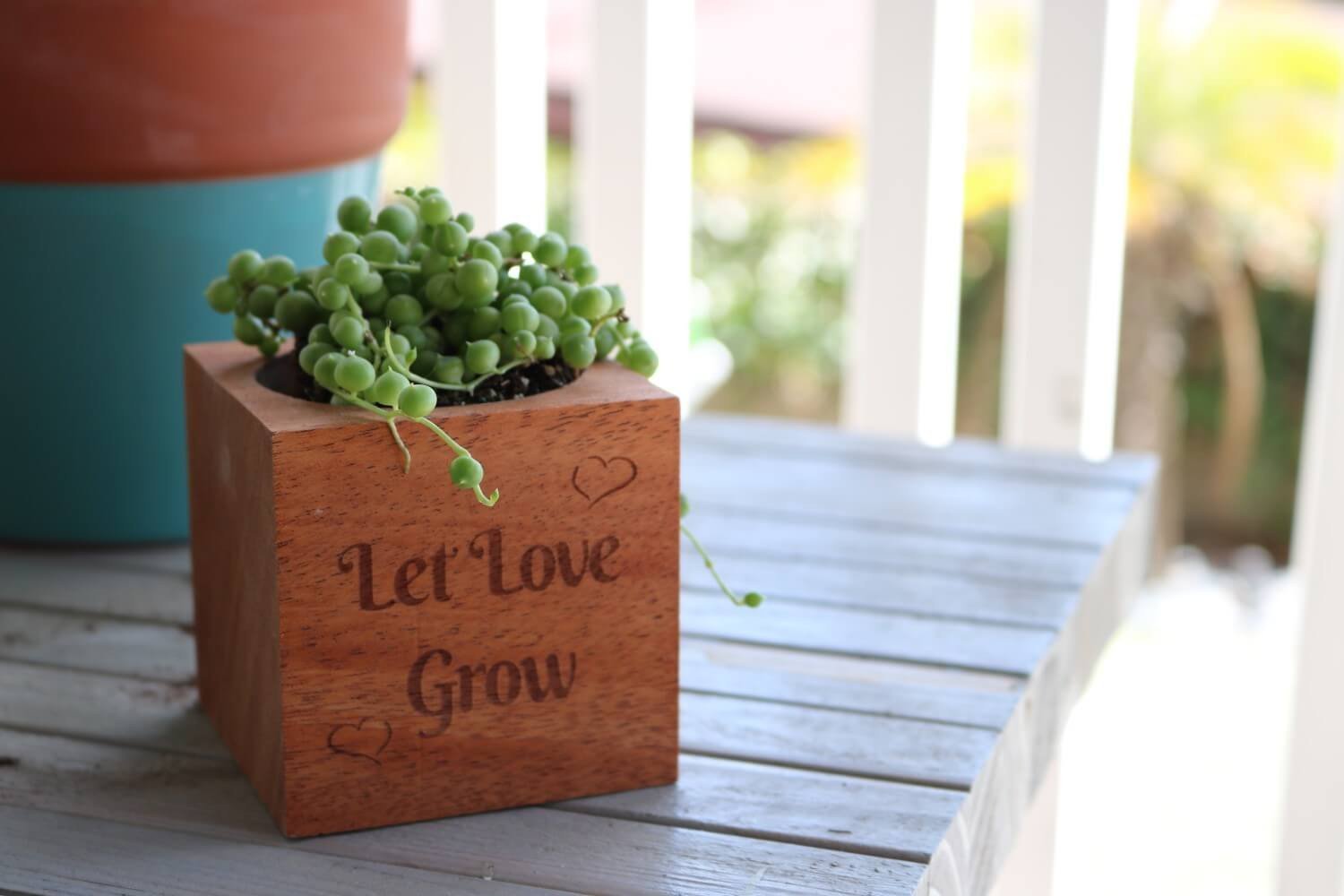 sending succulents as gifts Send a Succulent Gift - Succulent Reclaimed