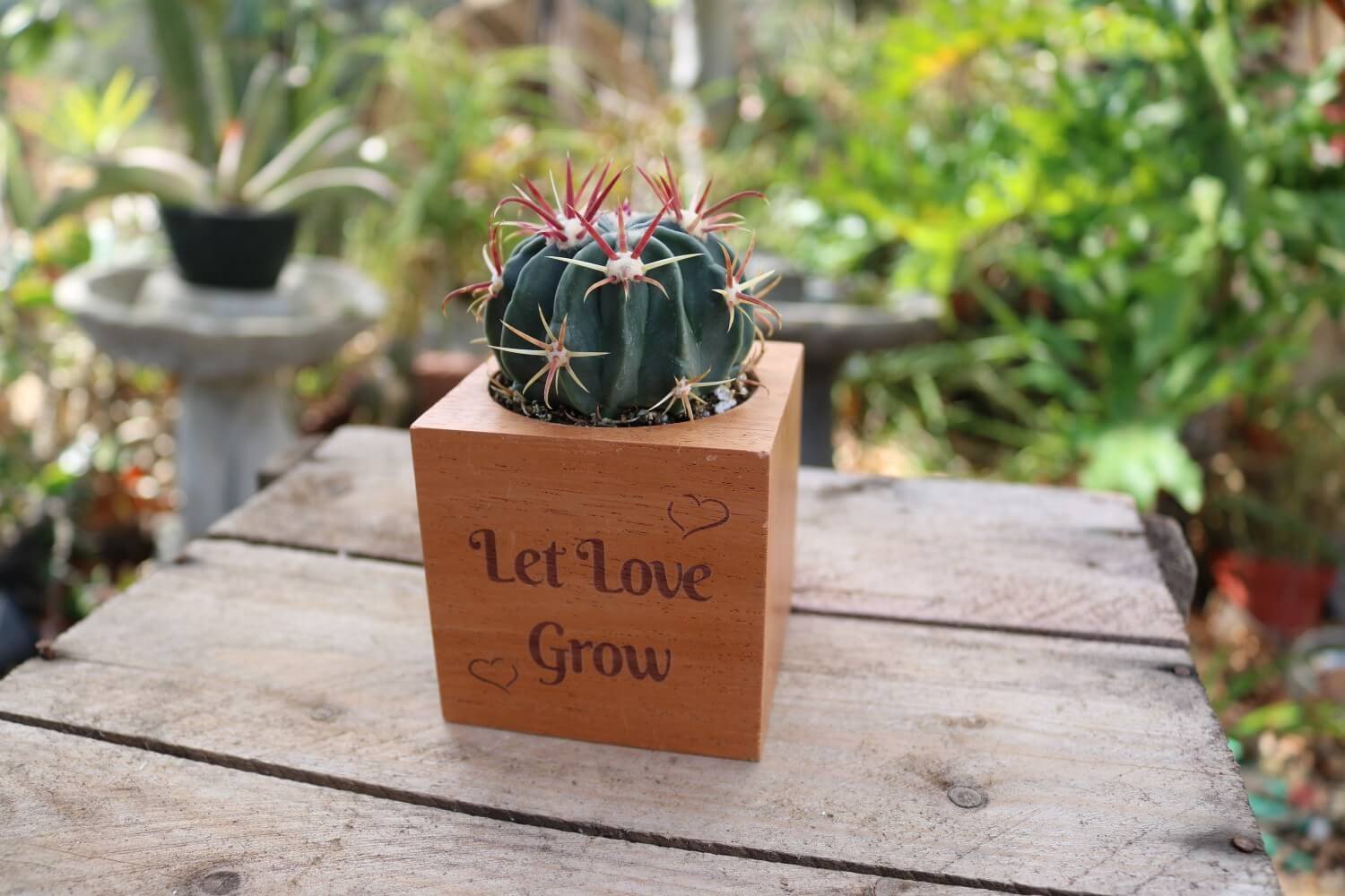 wood and wine succulents Send a Succulent Gift - Succulent Reclaimed