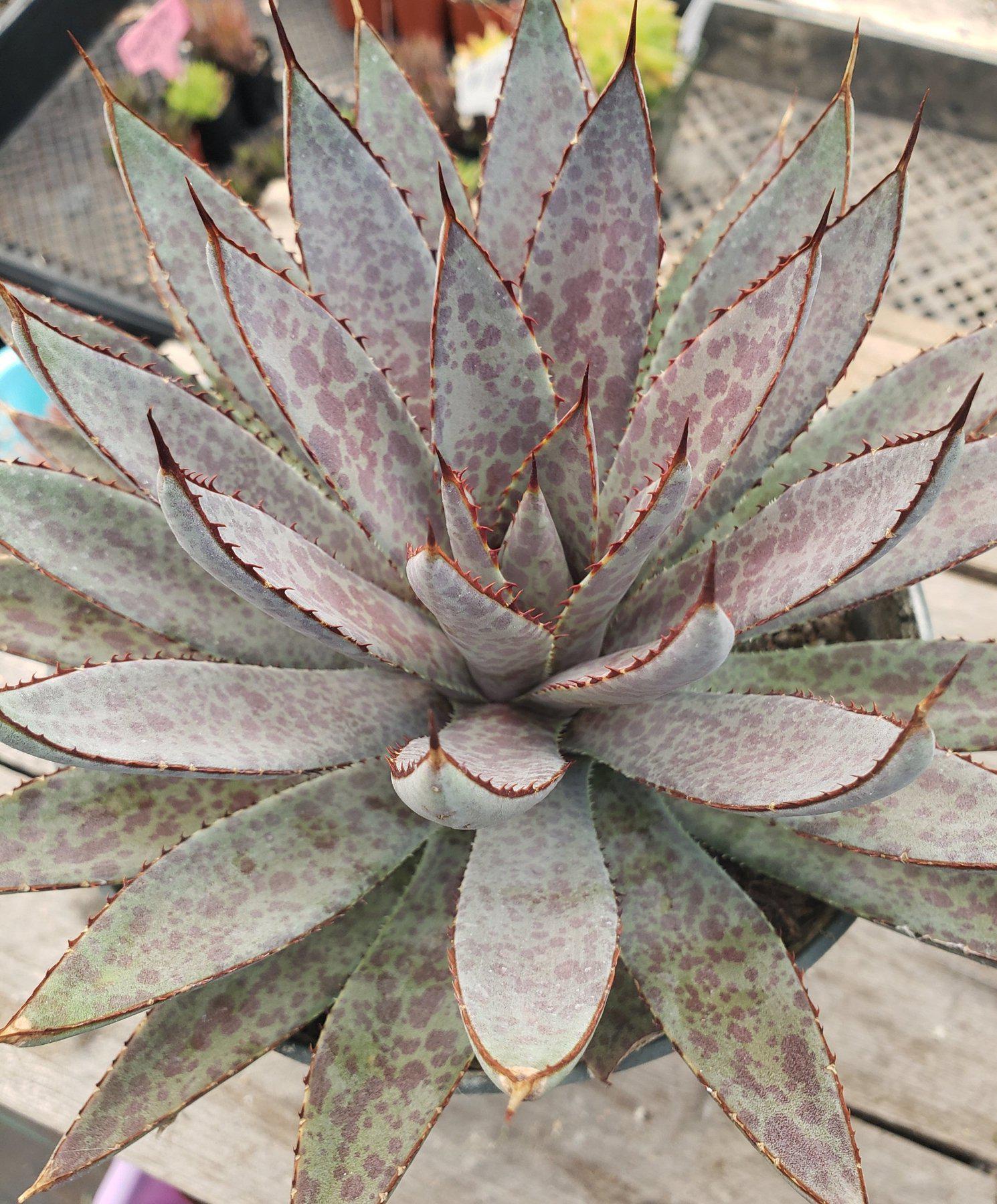 No.120 Agave \"緋紅牡丹\" × Incomplete pot 8cm 1PCS Live Mangave Bloodspot & Agave Potatorum Beautiful