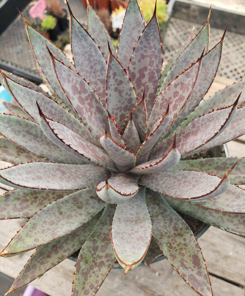 Mangave Bloodspot Agave 6"-Succulent - Large - Exact-The Succulent Source