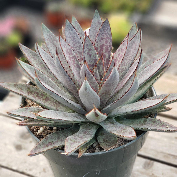 Mangave Bloodspot Agave 6