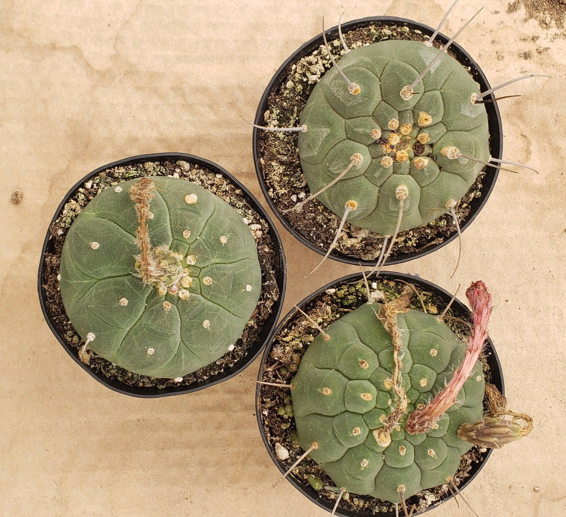 Matucana Madisoniorum Ornamental Cactus in 6" container-Cactus - Large-The Succulent Source