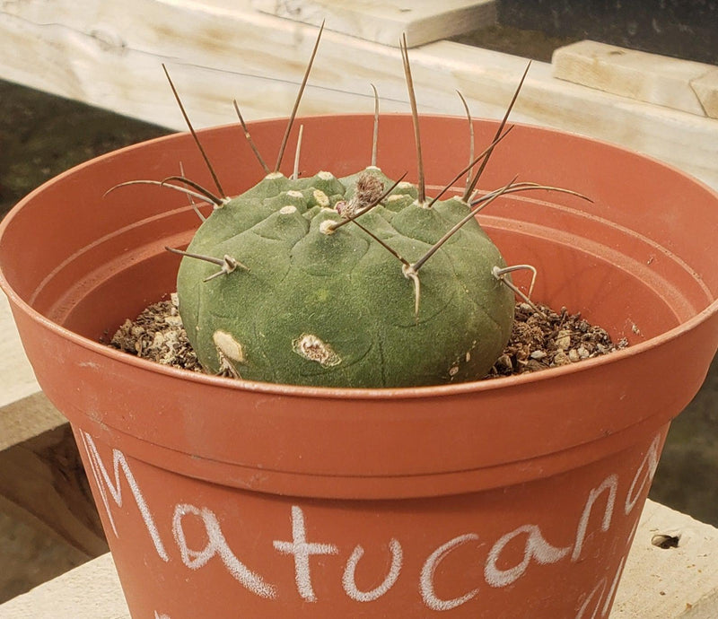 Matucana Madisoniorum Ornamental Cactus in 6" container-Cactus - Large-The Succulent Source