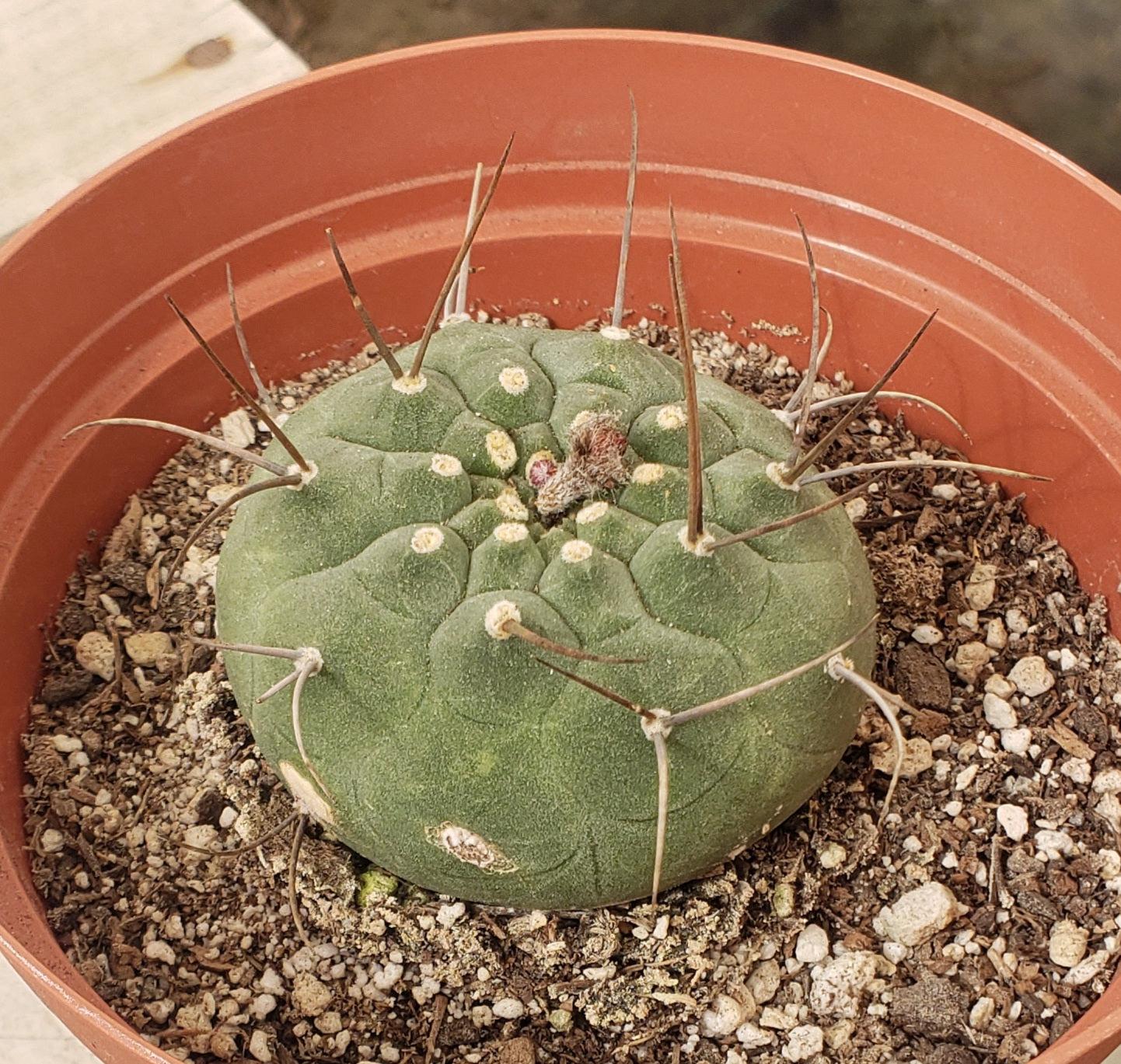 Matucana Madisoniorum Ornamental Cactus in 6" container-Cactus - Large-The Succulent Source